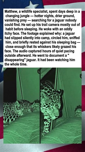 Jaguar Studied the Researcher Instead