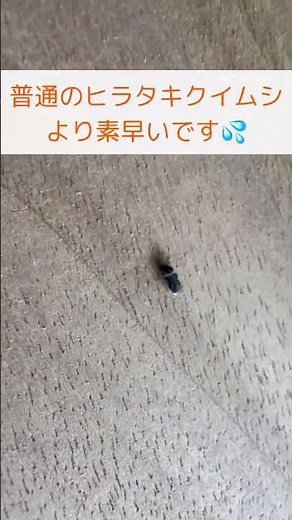 木を小さな穴だらけにする害虫