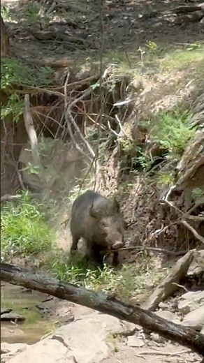 Oklahoma hog hunting with a spear. #hunting #hoghunting