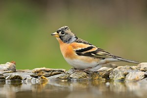 Rouges-gorges et pinsons peuvent fuir votre jardin si vous négligez cet aménagement vital en novembre
