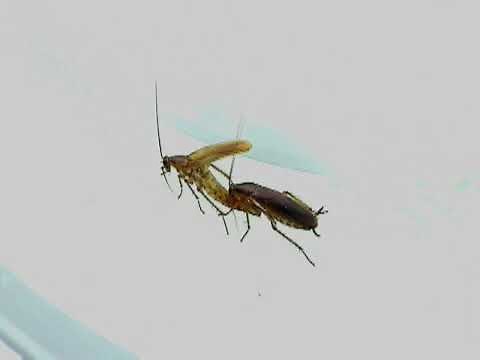 Cockroach Courtship and Mating