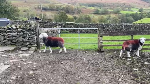 7.7K views · 19 reactions | Thursday 9th October 2025 Show 9.30am...