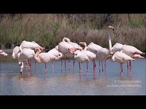 Greater Flamingo (Phoenicopterus roseus)
