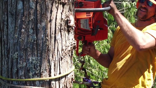 guilty_of_treeson on TikTok