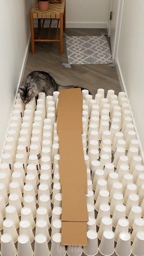 16K views · 43 reactions | Juegos entretenidos para gatos | Genial | Facebook