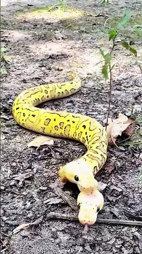 “World’s Rarest Double Mouth Snake 🐍 You Won’t Believe This!”