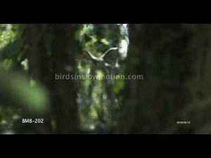 Goshawk Slow Motion Flies through tree shot on Phantom HD Gold - 6 Shots