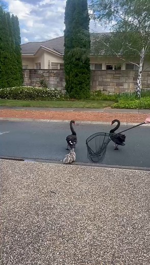 156K views · 3.4K reactions | Feathered Friday! This swan family was straying a bit far from their home pond so we guided them back, across the roads. Thanks to our rescuer volunteers! You can join as a volunteer too, many roles need you today: actwildlife.net/become-a-volunteer/ | ACT Wildlife | Facebook