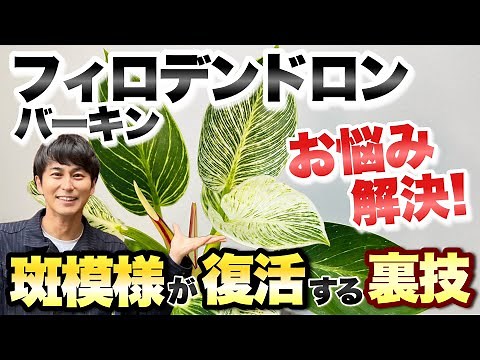 【お悩み解決！】大人気の観葉植物 フィロデンドロン・バーキンの魅力と育て方【斑入り模様の葉を復活させる裏技】【園芸】