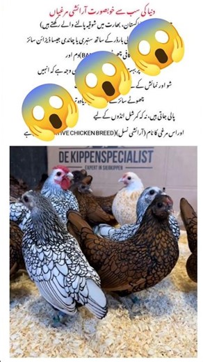 🌍World’s Most Beautiful 🤩 Decorative Chicken 🐔 🐔| Sebright Bantam Chicken 🍗 Breed