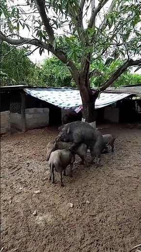 Natural Farm Animal Breeding#PigBreeding #PigMating #AnimalBreeding #PigFarming #Livestock #Animals