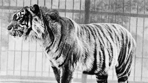 Extinct or Alive S01:E05 - The Javan Tiger