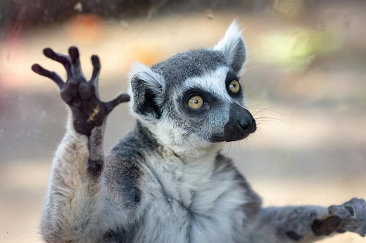 Can Animals Be Mentally Ill? What Science Says