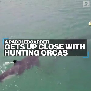 WHALE OF A TIME: A paddleboarder has a close encounter with two female orcas on the California Baja coast, Mexico. http://abcn.ws/2CnB3ds | ABC News