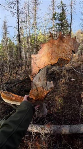Old Moose Shed