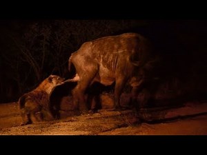 Eina! Hyena takes a bite from buffalo's balls