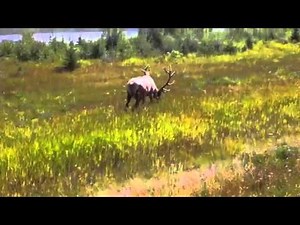 Caribou or Elk?