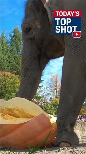 Elephants smash 1,000lb pumpkins
