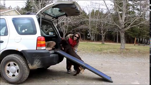 How to Help a Dog Get Into a Vehicle – Top Dog Tips