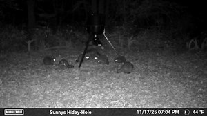 📞… Hello!…Fleming Traps… Yea, I think we might need to place an order 😳 🦝 #TrashPanda #Infestation #RaccoonLife Moultrie Products | Foggy Buck | Wicked Stix Outdoors