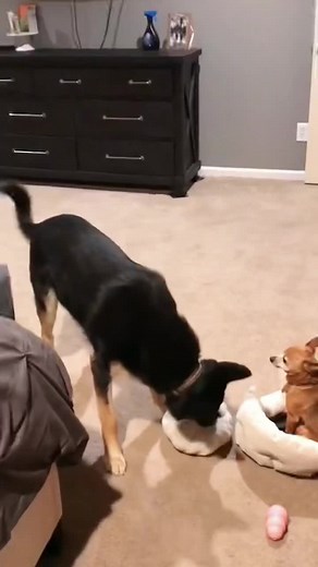 Funny and Awkward Dog Moments