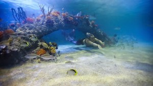 Mermaids are splashing into Audubon Aquarium of the Americas this week! 🧜‍♀️ 🌊 Enjoy fun activities and have photos taken while meeting aquatic friends! Learn more here: MermaidsAtAudubon.com | Audubon Aquarium