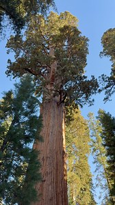 General Sherman, Sequoia National Park, California, USA 🇺🇸🇺🇸🇺🇸 #4ksceicdrivesandhikes #usa #fypシ #GeneralSherman #sequoianationalpark | 4K Scenic Drives and Hikes Worldwide.