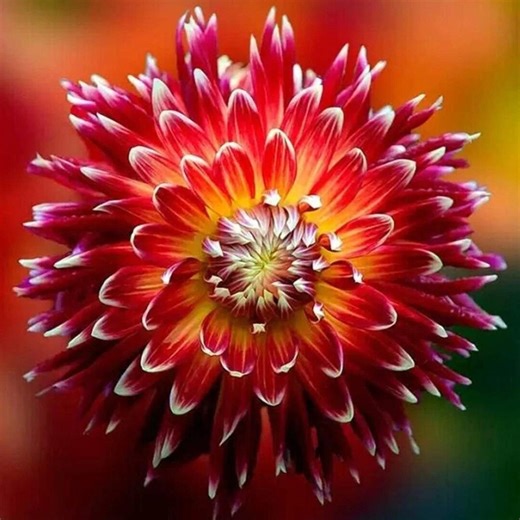 Exotic Mix Dahlia Flower Seeds • Colorful Garden Blooms, 100 Seeds - Etsy