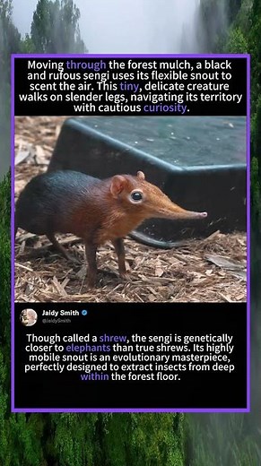 Meet the Rare Black and Rufous Sengi 🐘👀#UniqueAnimals #Mammals #CuteWildlife #ForestExplorer
