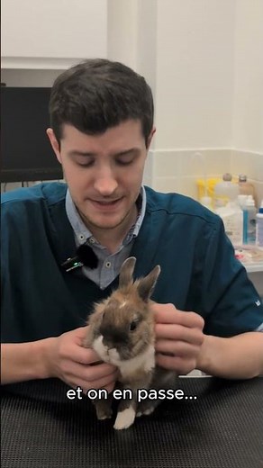 L'alimentation du lapin