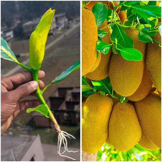How to grow jackfruit tree in apples fruit 100% fast | Propagate Jackfruit from bud With Apples | Dian Creative