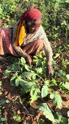 Mastering Kohlrabi farming and harvesting in tamil
