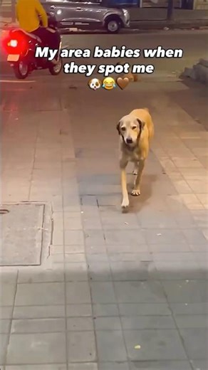 Mu local security squad after seeing me🐶😂