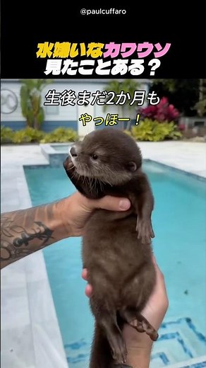 水嫌いなカワウソ、見たことある？