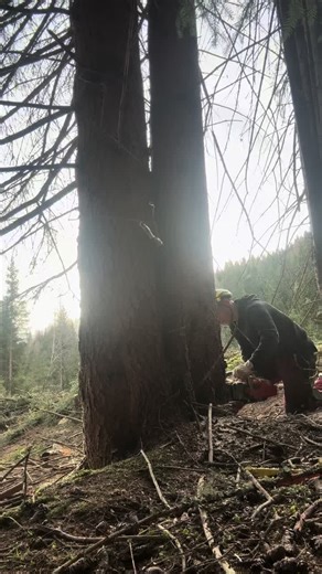 Exploring Logging Practices in Austria