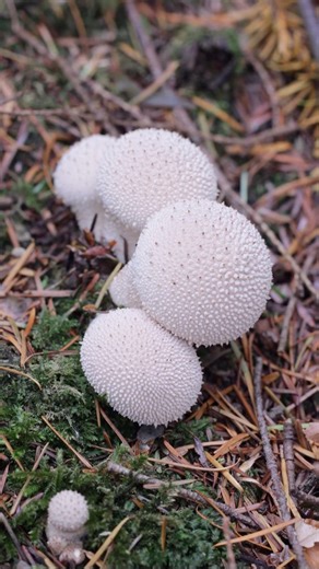 Finding Puffball Mushrooms!