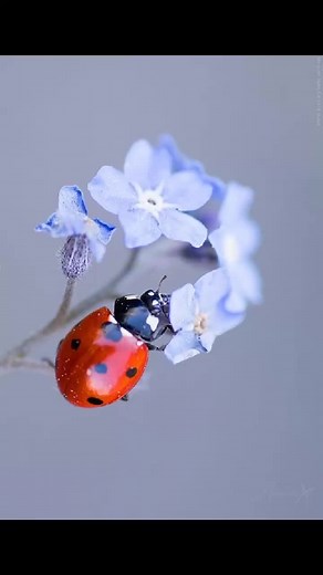 Close-Up Fascination: Insects and Plants in Nature