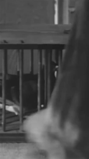 69K views · 753 reactions | Can humans sense magnetic fields? #science #veritasium #reels | Veritasium | Facebook