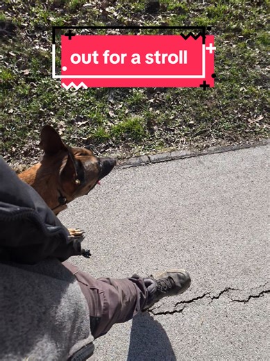 out for a stroll with Lesha practising some impulse controll - off leash heel-walk. How did she do?🥵 #belgianmalinois #dogobedience #dogtraining #offleashtraining #riask9