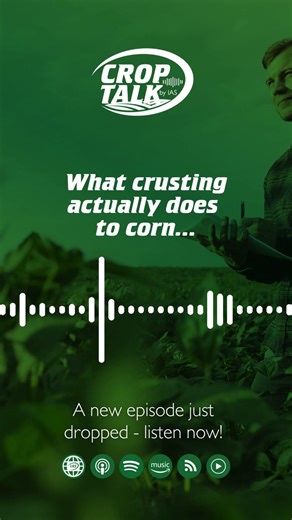 Crop Talk: What crusting is actually doing to corn...