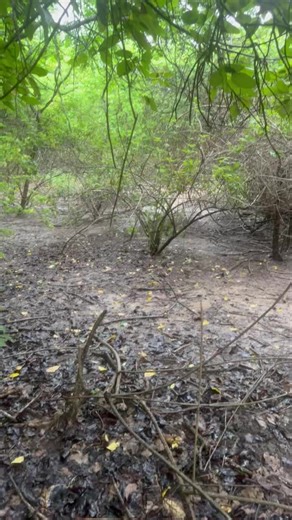 INSIDE THE RUTT!! 🦌🔥 This is the Axis Deer rut — raw, loud, and absolutely electric. Bulls roaring, fighting, chasing, and pushing hard. This is peak rut action and the best time of the year to hunt Axis. 🎯 Limited rut dates available 🎯 High-intensity hunts 🎯 Unmatched adrenaline and opportunity If you’ve ever wanted to experience Axis hunting at its absolute peak, this is it. 📩 PM us now to lock in your spot — once the rut’s over, it’s over. | IHunt DownUnder