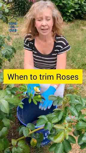 How to trim back your roses for the fall!