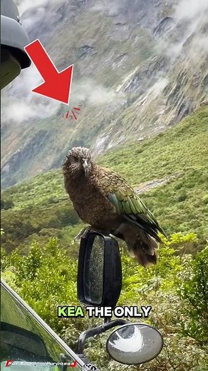 Meet the World's Smartest, Meanest, Most Chaotic Bird. #documentary#usashorts#usa#fyp