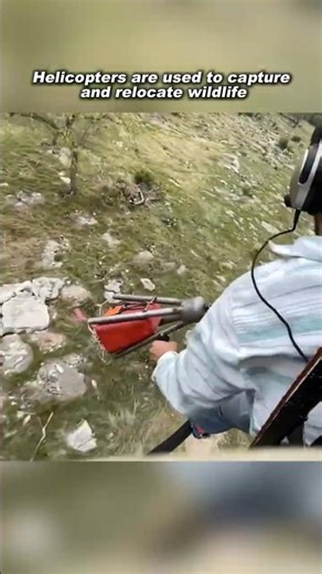Using Net Guns from Helicopters to Capture Wildlife