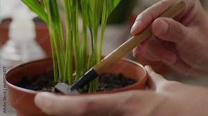 Gardening, european woman happily tending home plants on the kitchen table. General angle modern mother takes care of houseplants follows modern principles of flower transplantation, farmer