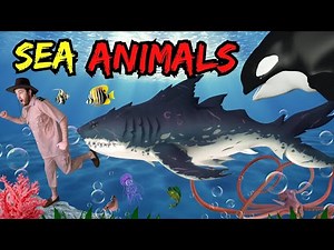 We’re Going on a Sea Animal Adventure! 🌊 Under the Sea with Explorer Riley