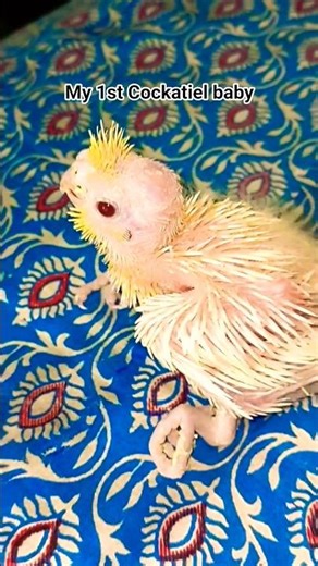 My First Cockatiel Baby at my farm || Cockatiel Parrot #shorts #birds #pets #animals