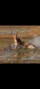 Hyena kills Deer! #wildlifeentertainment #animals #nature #animallife | NL Liones AS