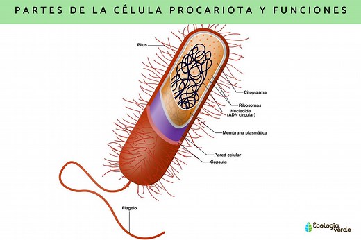 Célula procariota: partes, características y funciones - Resumen