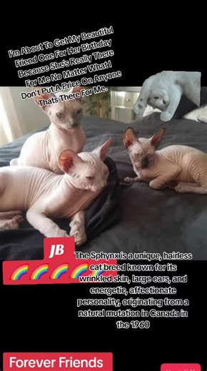 how much is a Sphynx cat 9 Sphynx Cat Cost: Why Sphynx Cats Are Worth Every Penny Sphynx cats generally cost between $1,500 and $6,000 from a reputable breeder, with average prices sitting around $2,500–$3,000. Prices vary based on pedigree, age, color, and breeder reputation, with top-quality or breeding-rights cats reaching up to $10,000 . Having A Wonderful Day So Far Get A Sphinx cat 🌈🌈🌈🌈🌈 Don't Hate On Me Be Happy For Me ..